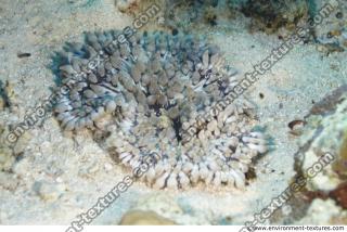 Photo Reference of Coral Sudan Undersea 0057